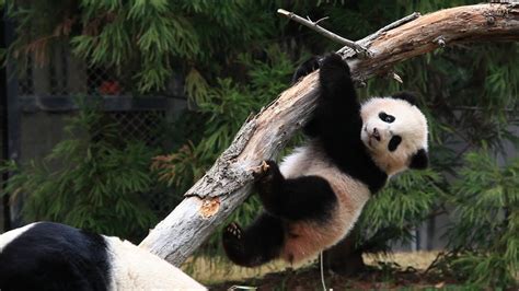 Why Do Pandas Climb Trees Youtube