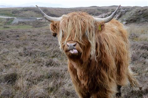 Hairy Cow In Scotland Worldwide Golf Adventures