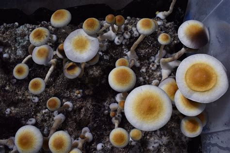 Where Can I Get Magic Mushroom Spores All Mushroom Info