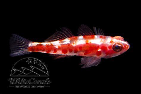 Trimma Rubromaculatum Red Spotted Dwarf Goby Buy Online