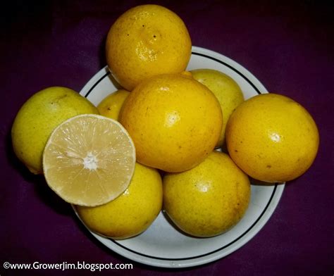 Garden Adventures Sweet Lemon Citrus Limetta