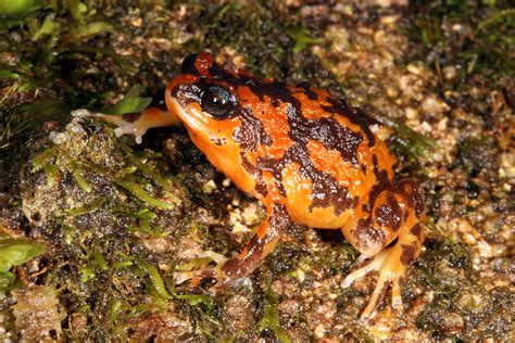 These Frogs Need Our Help Scientists Name The Australian Frogs At Greatest Risk Of Extinction