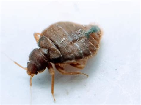 Do Bed Bugs Go Away During The Winter Winter Pests