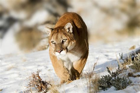 The Cougar May Be Making Its Way Back To Vermont Vermont Public Radio
