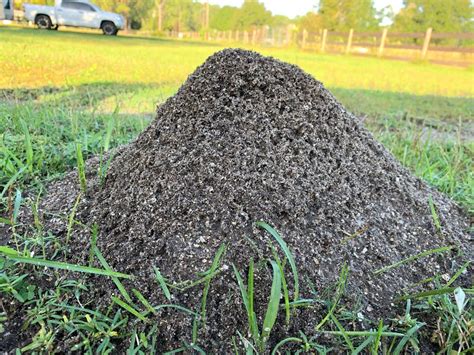 Is it a gopher or a mole? Fire Ant Mound in 2020 | Fire ants, Fire ant mounds, Pest ...
