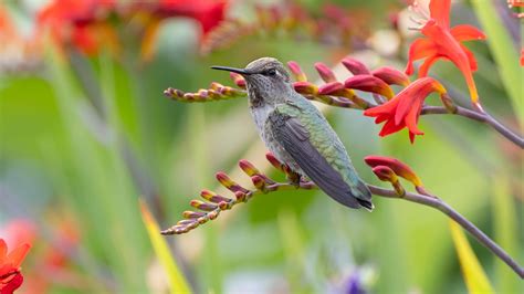 6 Native Plants That Will Attract Hummingbirds To Your Regional Garden