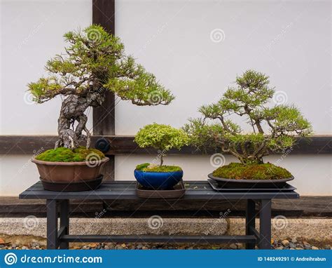 Fije De árboles Japoneses De Los Bonsais En Pote En El Jardín Del Zen