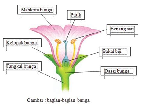Tentang Bunga Dan Buah Bunga Tumbuhan