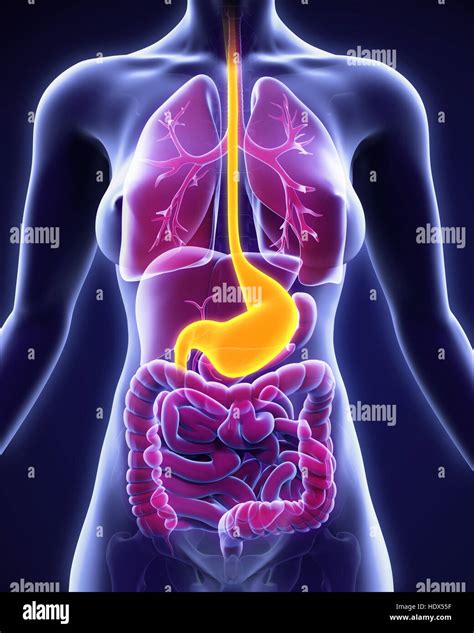 Human Stomach Anatomy Stock Photo Alamy
