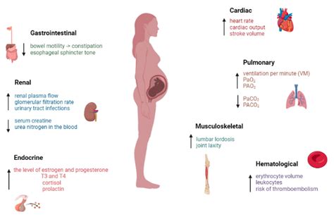 Physiology Of Pregnancy Midwives Revision