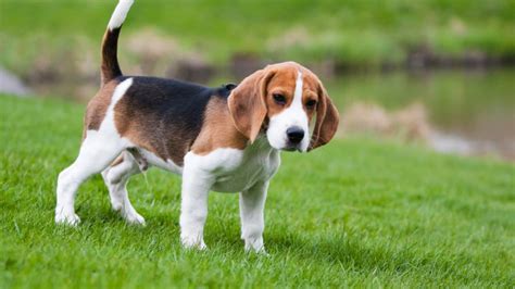 How Big Do Beagle Dogs Get? | Dog Food Care