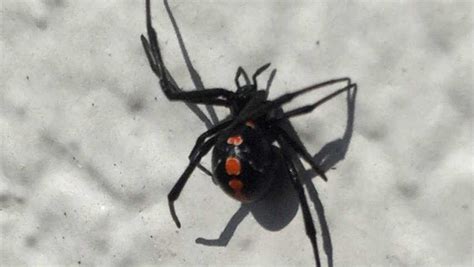 Dont Like All This Heat And Rain Neither Do Black Widow Spiders