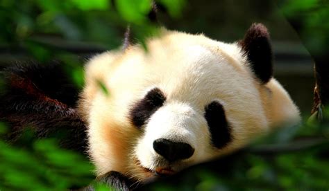 Giant Pandas Wallpapers Wallpaper Cave