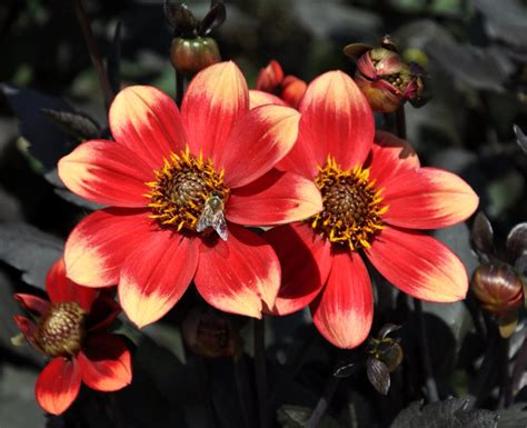 Dahlia Planting And Care From Spring To Winter