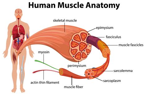 It may last for a short time or even become a chronic problem. Human Muscles Diagram : human muscle system | Functions ...