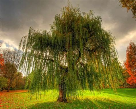 Types Of Weeping Willow Trees
