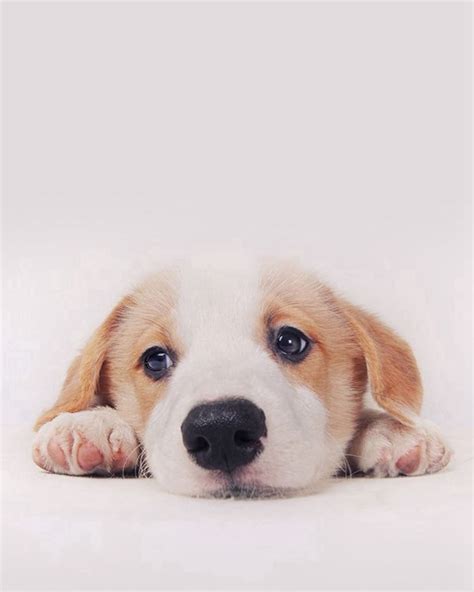 #Pets #Dogs #Cats #Cute | Cute dog wallpaper, Dog background, Dog wallpaper