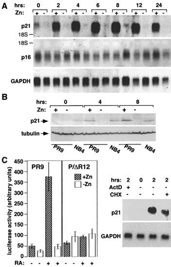 Pmlrar And Ra Dependent Up Regulation Of P21 Pr9 Cells Were Either