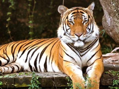 11 Fun Facts About The Malayan Tiger Because Everyone