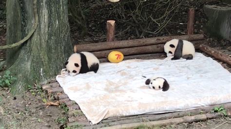 10 07 Baby Pandas Youtube