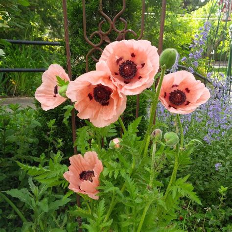 Pretty Peachy Pink Poppies In My Garden June Moon Of Poppy Cottage