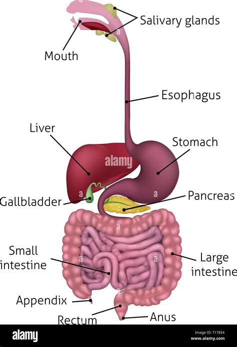 Labeled Digestive System