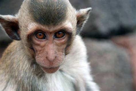 New Genetically Engineered Monkeys Show Autism Like Behaviors