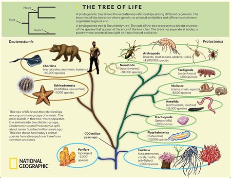 The Tree Of Life National Geographic Society