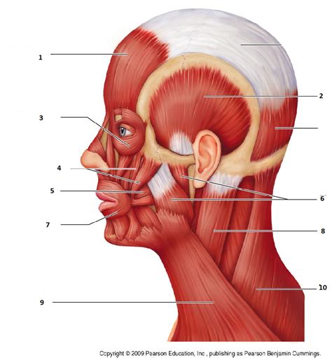 Superficial Muscles Of The Head And Neck Diagram Quizlet