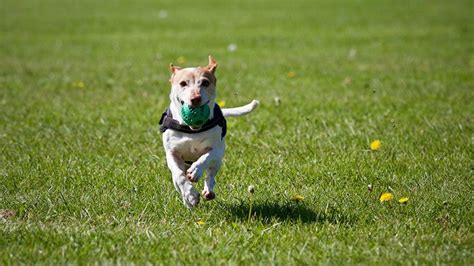 The Benefits Of Artificial Turf For Dogs And Their Owners