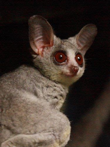These cuddly animals with big eyes are extremely soft and super cute! Moholi Galago or Bushbaby. They have the cutest big eyes ...