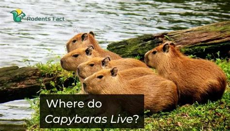 Where Does A Capybaras Live 2023