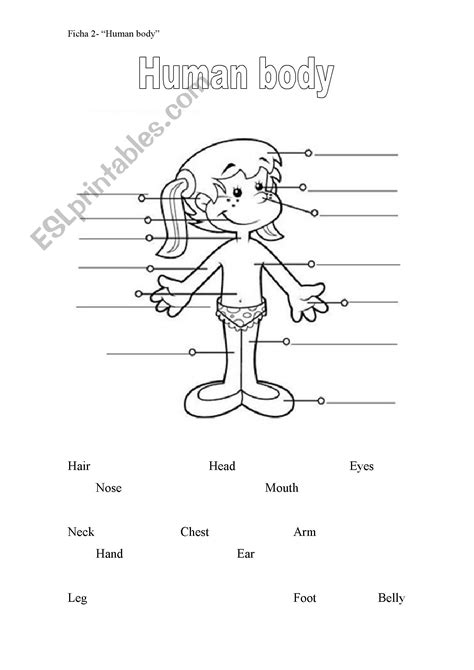 Human Body Esl Worksheet By Violeta8