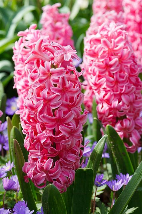 Apr 13, 2021 · that is, the leaves, stems, and flowers die back to the ground, leaving a dormant root structure. TOP 10 Scented Plants That Will Make Your Garden a ...