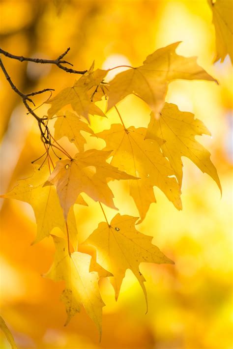 Autumn Yellow Yellow Aesthetic Yellow Photography Autumn Leaf Color