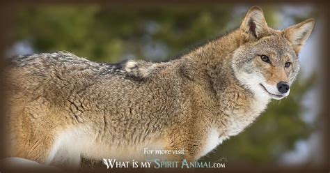 Coyote Symbolism And Meaning Spirit Totem And Power Animal