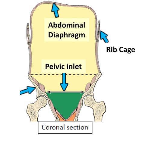 Abdominal Wall And Inguinal Region Flashcards Quizlet