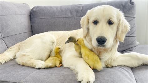 Baby Ducklings Think Golden Retriever Puppy Is Their Mom Youtube
