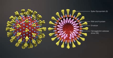 In humans and birds, they cause respiratory tract infections that can range from mild to lethal. Working Together to Tackle Coronavirus Disease (COVID-19)