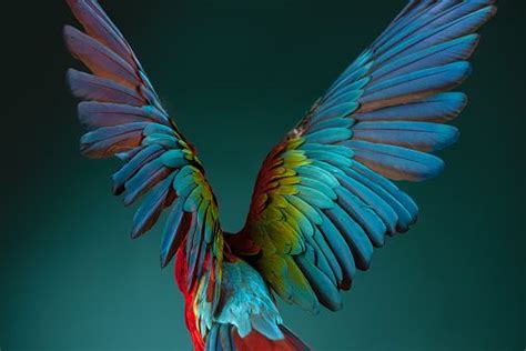 Beautiful Wings Macaw Macaw Parrot Parrot
