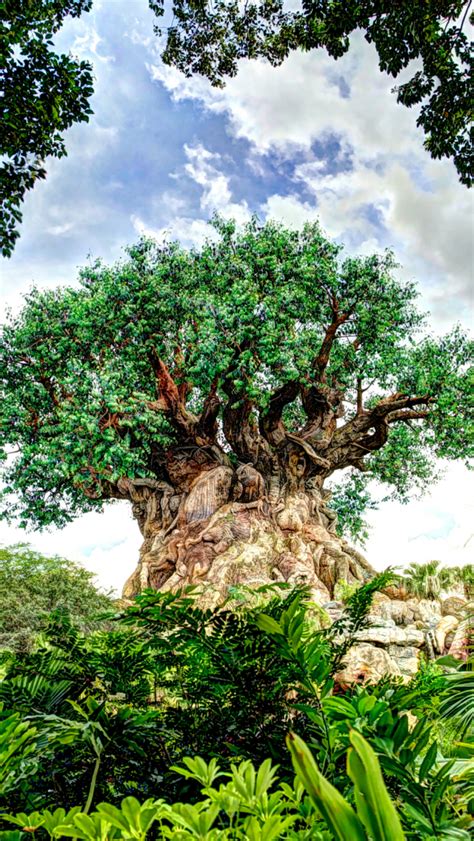 Free Download Tree Of Life Wallpapers At Disney Again 2560x1710 For