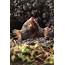 European Mole Photograph By David Aubrey