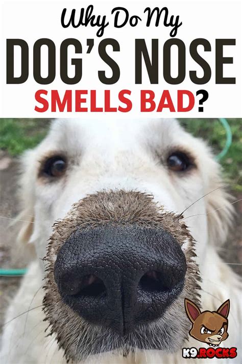 Why Do My Dogs Nose Smells Bad K9 Rocks