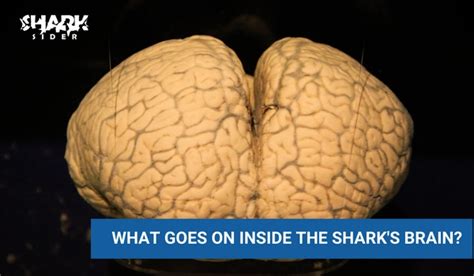 A Shark Brain Anatomy And Function Shark Sider
