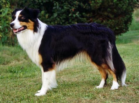 They are also delightful and loyal companions and great family dogs. Afbeeldingsresultaat voor australian shepherd black tri ...