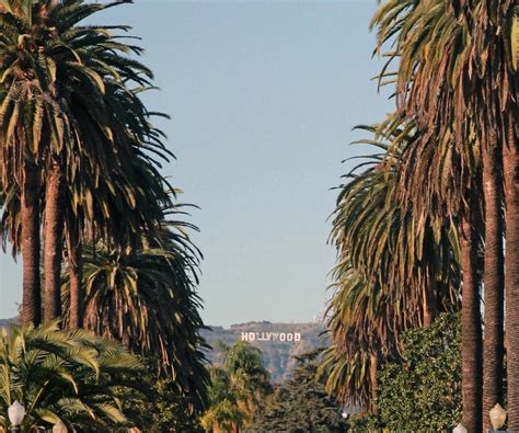 How To Find The Palm Tree Lined Street With A View Of The Hollywood