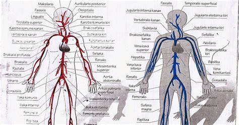 Pena Sang Teknisi Kardiovaskular Anatomi Vena Dan Arteri Ekst Atas Dan