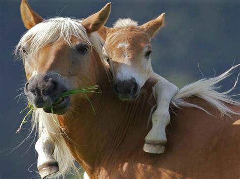 Both uses indicate a state or. Was weißt du alles über Pferde?