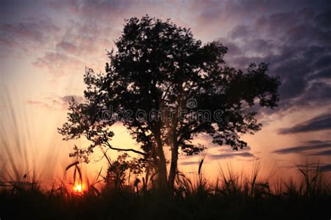 Summer Landscape With A Lone Tree At Sunset Stock Photo Image Of