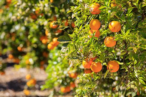 Ripe Oranges Hanging On Tree Stock Photo Download Image Now Istock